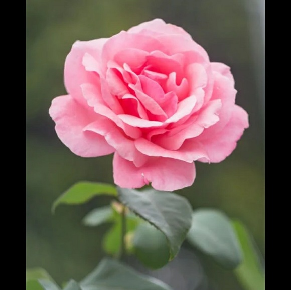 Meet your Posher, Emmanuel - Picture 1 of 1